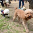 행복한 산책 이미지