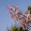 수수꽃다리 이미지