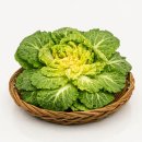 조은세상영농조합법인 | 6시내고향 진도 봄동 파는곳 조은세상영농조합법인 진도무릉도원 위치 택배 정보