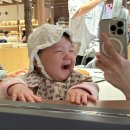 화담숲 벚꽃 실시간 유모차로 아기랑 벚꽃놀이 후기