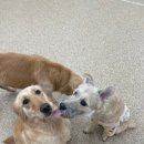 902댕스쿨 이미지