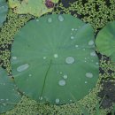 백련주유소 이미지