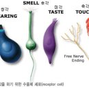 소마테라피
