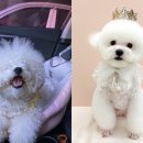 뽀송 펫 살롱 이미지