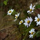 고제면 봉계리 이미지