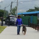 도그피아 애견 훈련 학교 이미지