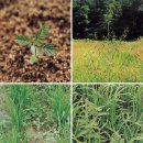 남한강세차장 | 볍씨 한 알 심어 낟알 백 알 얻다