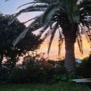 위미그라스 이미지