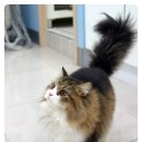 쿨펫동물병원 이미지