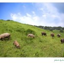 송조농원 이미지