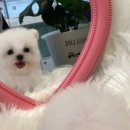 부산강아지분양 하이퍼피 이미지