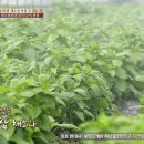 용문산농장쌈밥마을 이미지