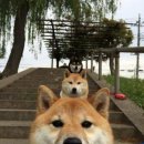 다단
