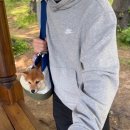 댕글 - 남양주시 다산중앙로 109 | 프리즈번백 덤플링백 쥬키니백 젠틀카라 젠틀리쉬 딩글댕글백 내돈내산 후기 넾다세일 추천템 펫바우처
