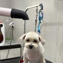 수정애견미용실 이미지