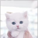 대구고양이분양 도로시펫 | 대구고양이분양 도로시펫 사랑스러운 아이들을 만나다