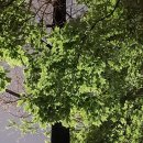 깜헤어샵 이미지