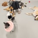 댕버랜드 이미지