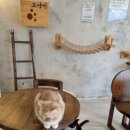 아가마미 고양이카페 이미지