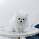 퍼피메이트 안심분양센터 동탄 강아지분양 이미지