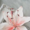 릴리플라워 이미지