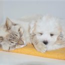 유림약국 이미지