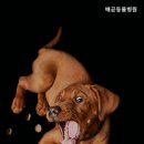 배곧동물병원