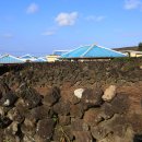 제주하도 이미지