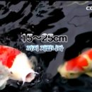 코이 Daum카페