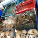 빨간꼼장어 이미지