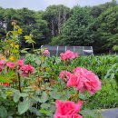 노을이슬 이미지