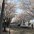 씨유아양리버파크점 | 대구 아양기찻길 벚꽃이 활짝 폈네요. 벚꽃 구경
