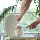 푸숑푸숑 이미지