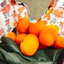 소롱코지 | [남원읍] 제주도 남쪽 조용한 독채 숙소 소롱코지 제주