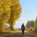 서원에너지 | 고령 다산 은행나무숲 진미당 도동서원 대구 근교 반나절 힐링 드라이브 코스