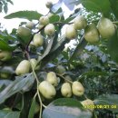 삼보사길 이미지