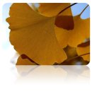 은행나무한의원 이미지