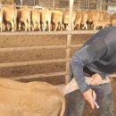 사계절축사 이미지