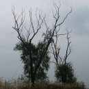 고목나무 이미지