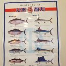 최완식참치