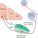 Basal ganglia - Loop가 몇개 더 있어요! 이미지