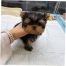 퍼피루미강아지분양애견샵양주 | 미추홀구강아지무료분양, 퍼피에몽에서 댕댕이 입양 후기