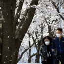 조천변 벚꽃길 이미지