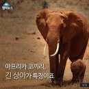 상아 이미지