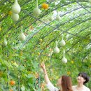 조롱박 뉴스1