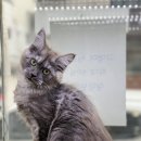 오즈메디칼 네이버블로그