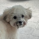 동삼유치원 | 세이블 말티푸 성장일기, 모색 변화 5탄 (생후 6개월)