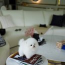 퍼피퍼피 이미지