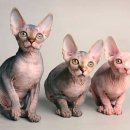 스핑크스의 숲 이미지