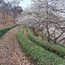 선곡다원